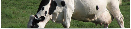 Balanceado bovinos de leche