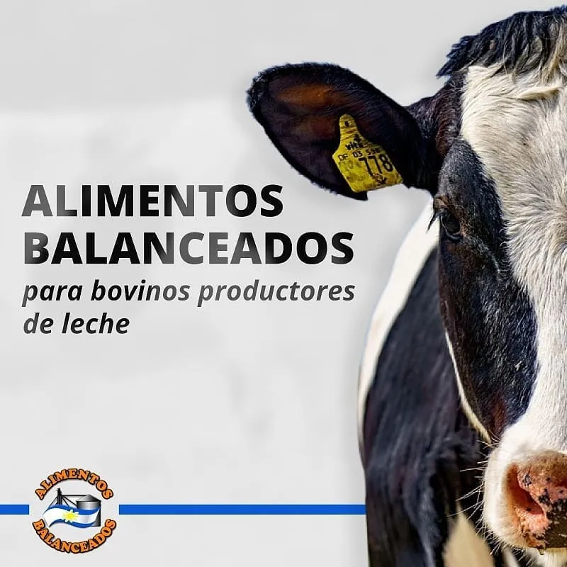 Alimentos Balanceados Para Bovinos En Producción De Leche