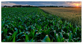Agricultura Maiz