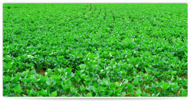 Agricultura Soja